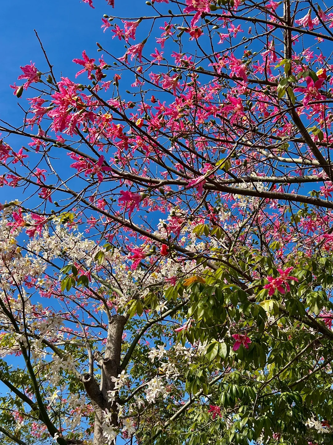 珠海橫琴花海長廊12.1實況