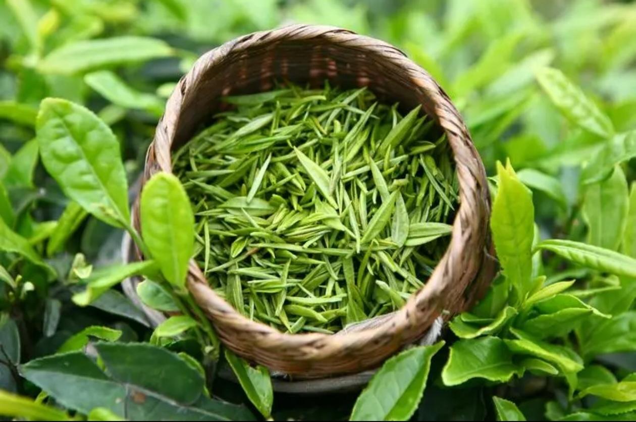 在悠悠千年的时光长河中，茶文化如一条涓涓细流，滋养着中华民族的精神世界。从神农尝