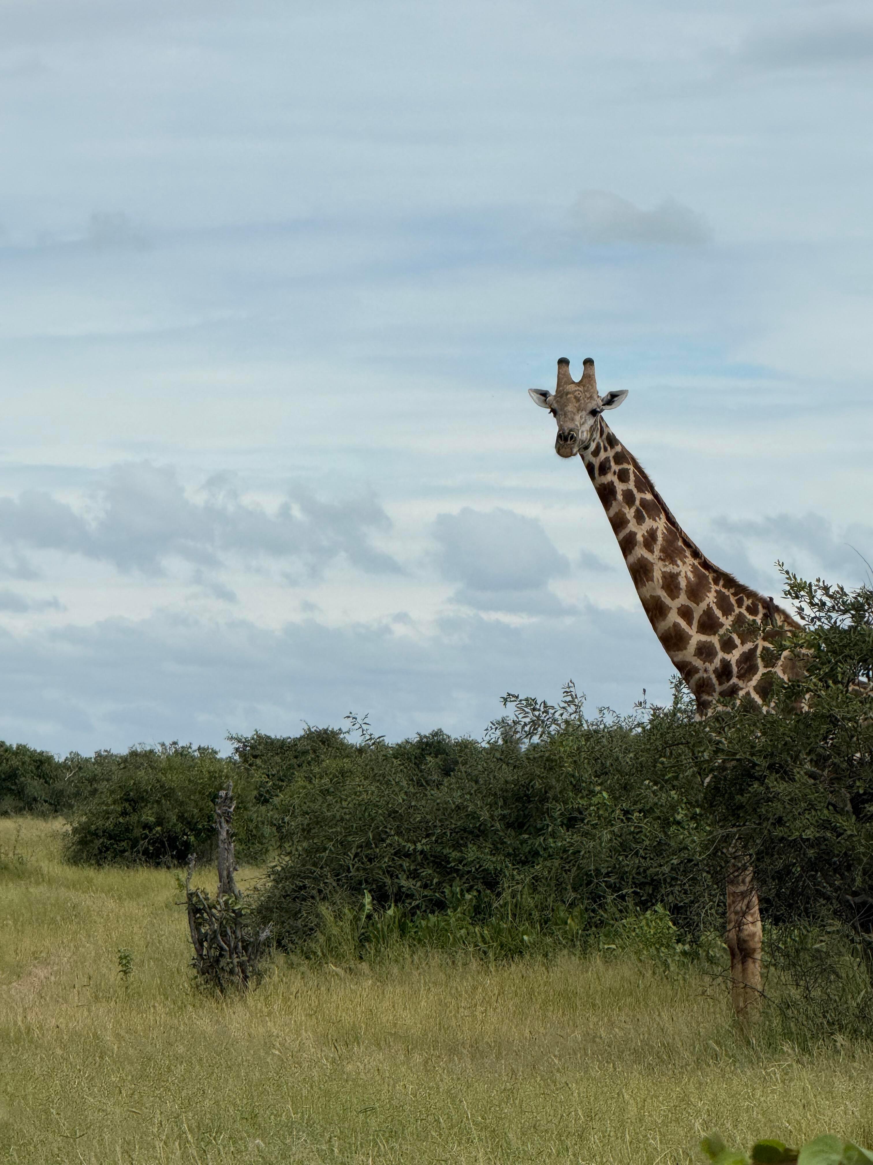 偶遇黄轩与女友在南非旅游 原来黄轩的春节在南非过！有网友晒出在乔贝国家公园偶遇他