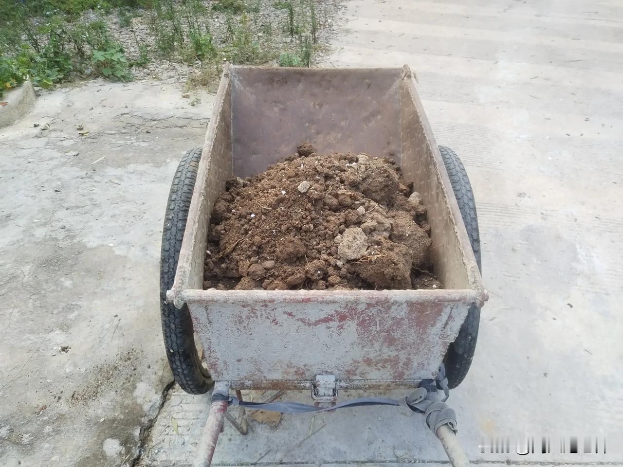 春天，老婆在院子里用泡沫箱子装土种了水果黄瓜、玉米黄瓜。
我发了一个视频网友看了