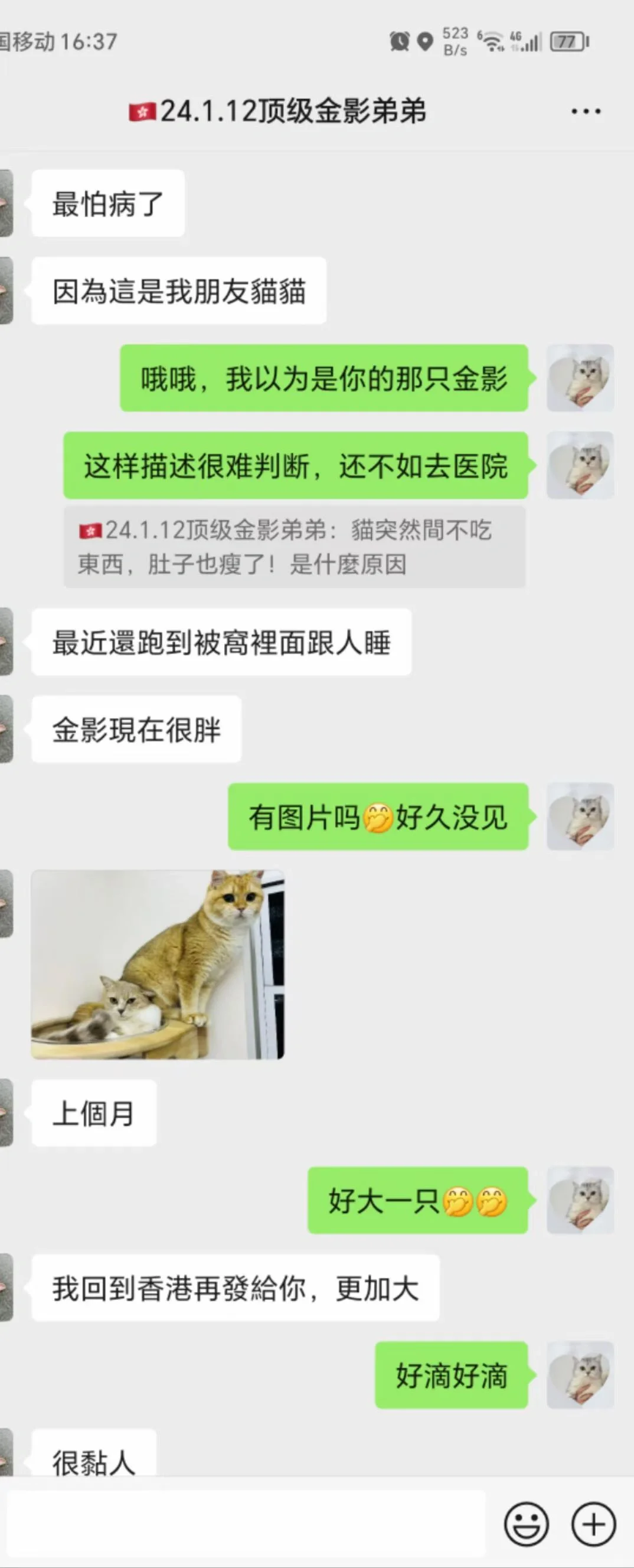 🇭🇰HK貓貓家長返圖💛金影BB好大隻～