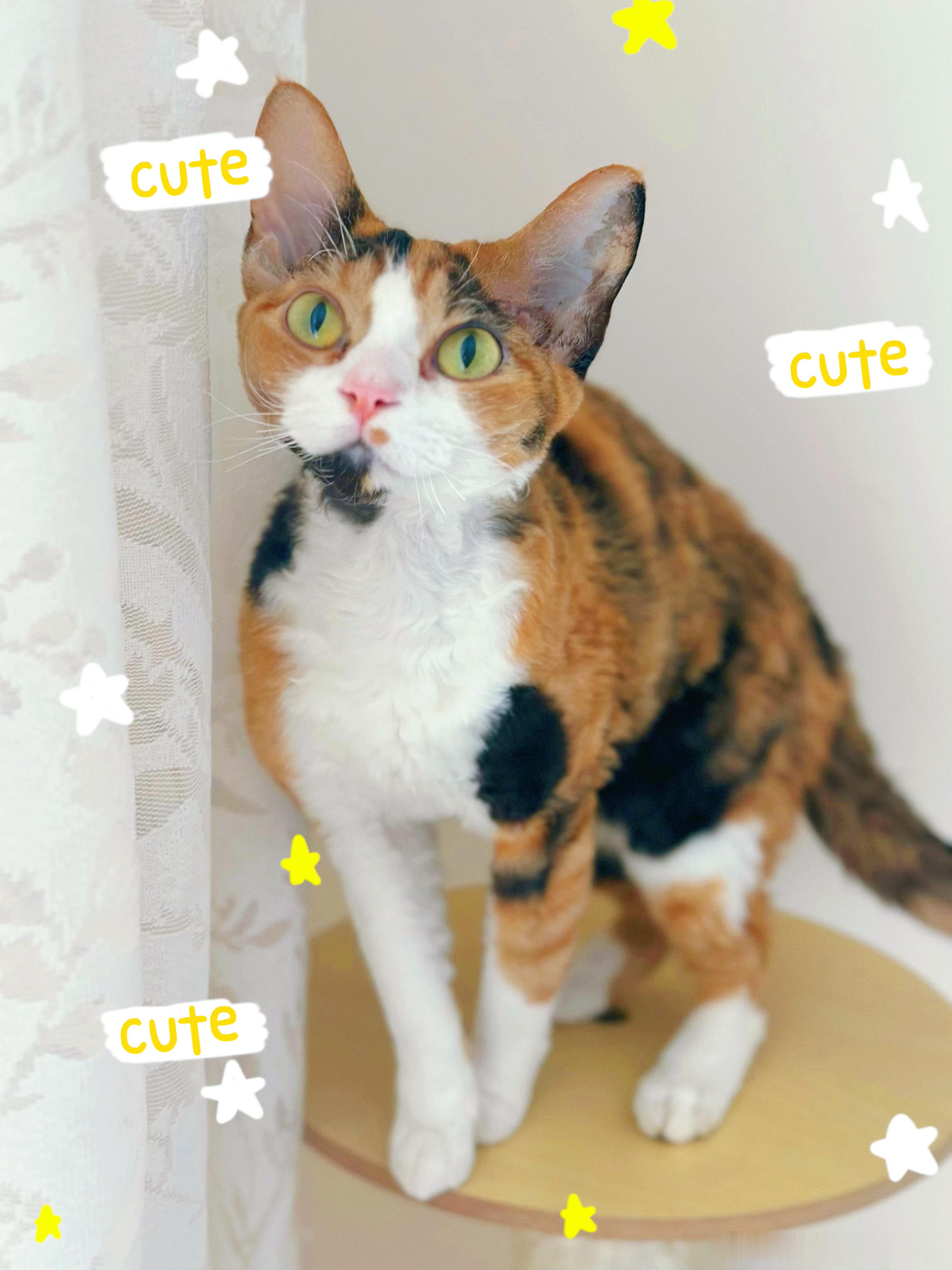 来家玩娃娃和🐈🐈⬛中…………宝宝们都好萌好舒服！快落 