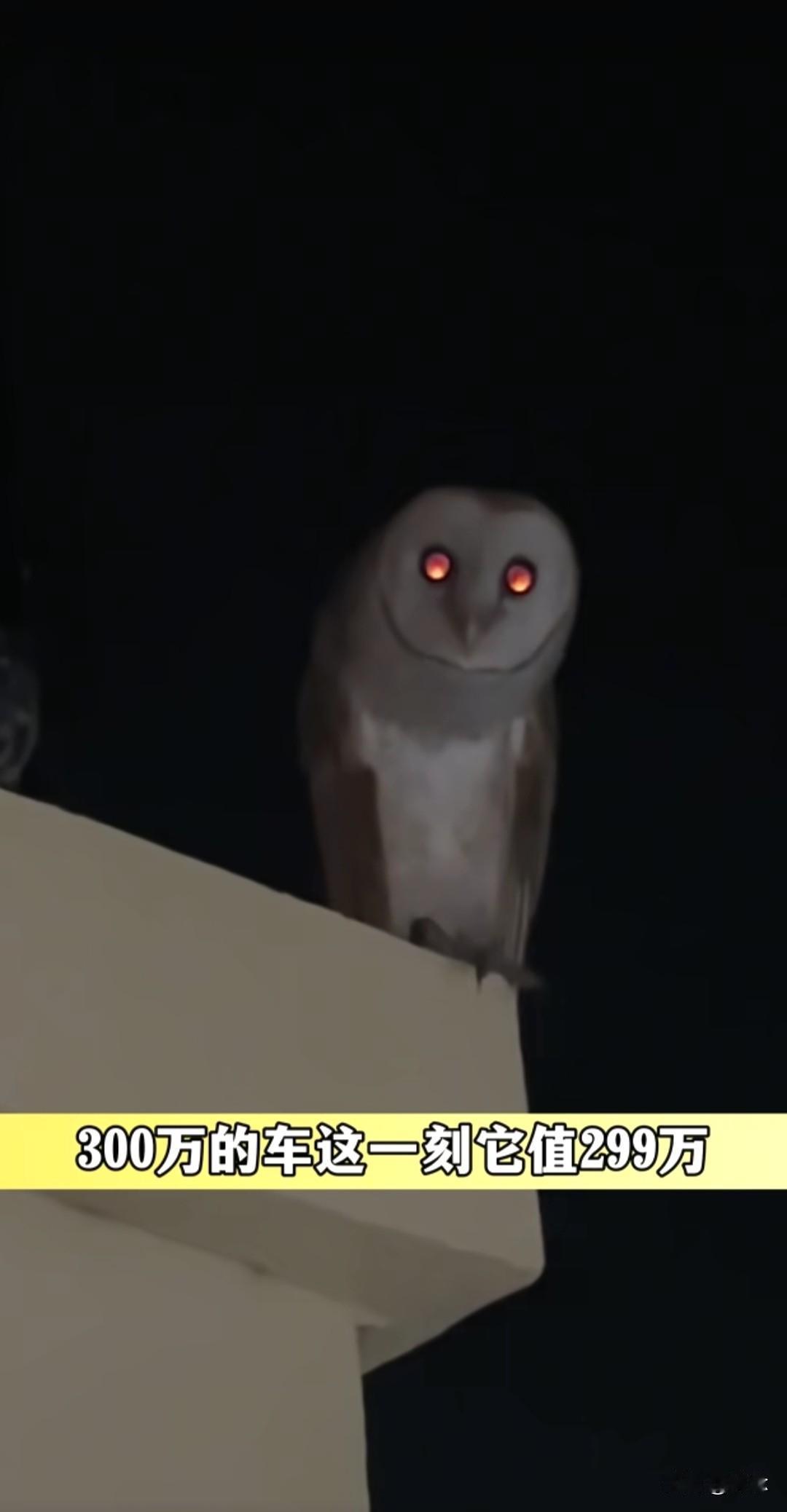 300万劳斯莱斯天降“活体车标”！猫头鹰精准落小金人，网友：良禽择贵木而栖
 