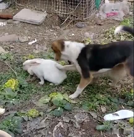 广州，一男子的爱犬未拴绳，突然扑向旁边女子的女儿的小兔，孩子被吓到。女子当即质问