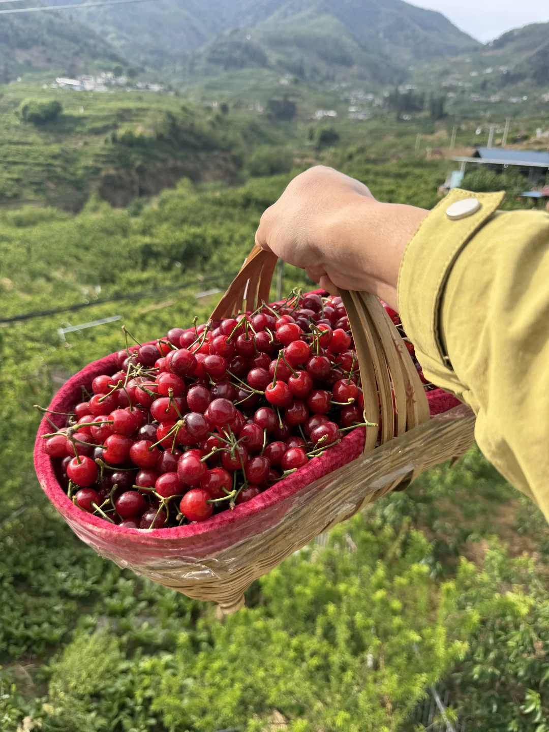 中后期的小樱桃才是绝绝子，错过了等明年了！