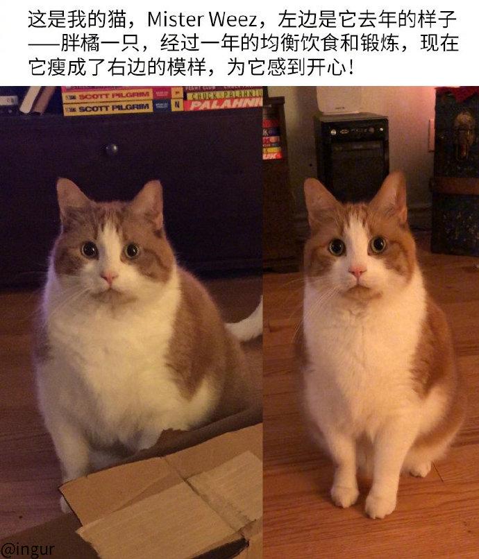 连橘猫都减肥成功了，你呢？