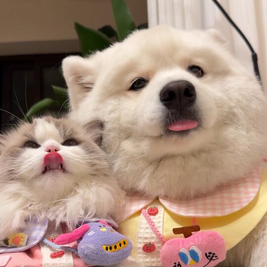 它俩怎么越长越像！