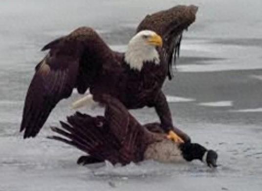 谁能想到，2026米兰冬奥会一场男子冰球决赛，居然把两个邻国逼得撕破了脸，场面热