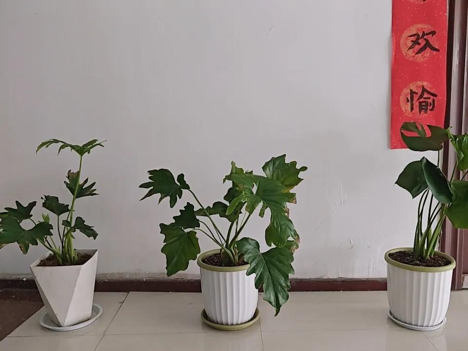 把绿植养好，真是不容易。要通风要晒太阳，还要注意，距离不能被太阳给晒伤。

凉白