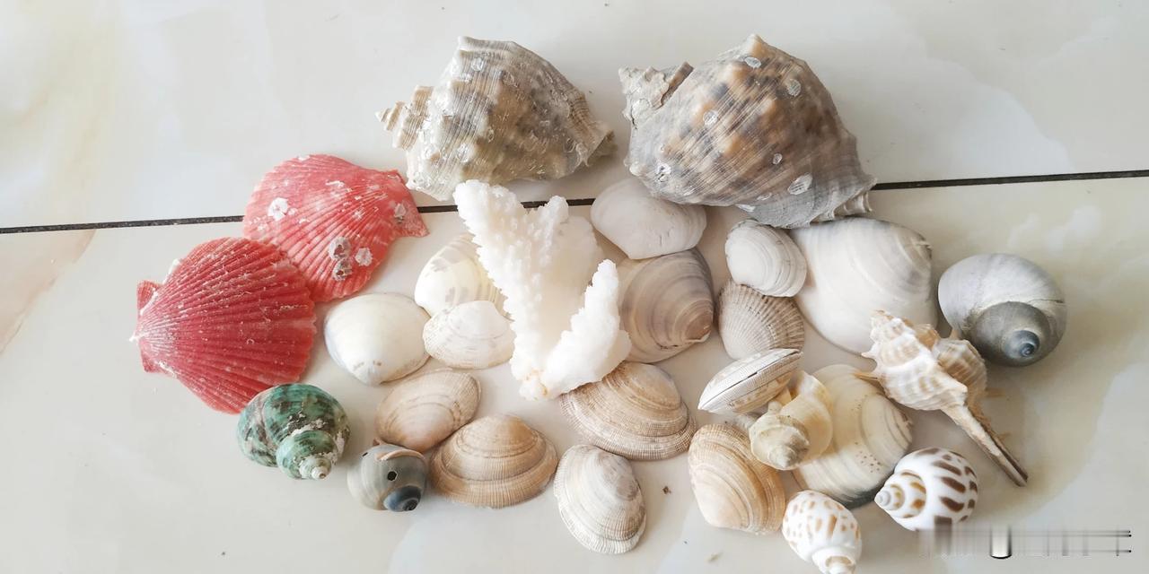 贝壳每天都在免费送的哦！喜欢的直接找我就行，家里有的是！千万别客气[呲牙][呲牙