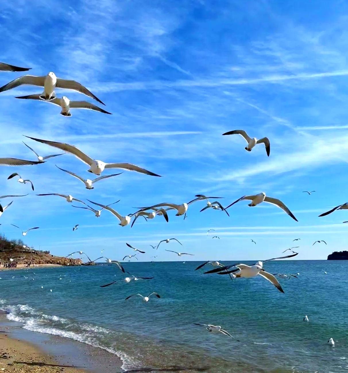 辽东半岛枕海而立，大连的海滨是独一份清旷温柔。
不同于南国海域的热烈喧嚣，这里海