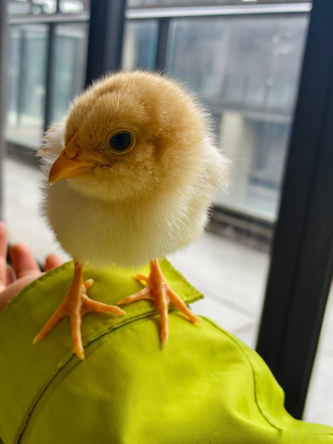 小鸡养了21天了，是不是长大了一点？