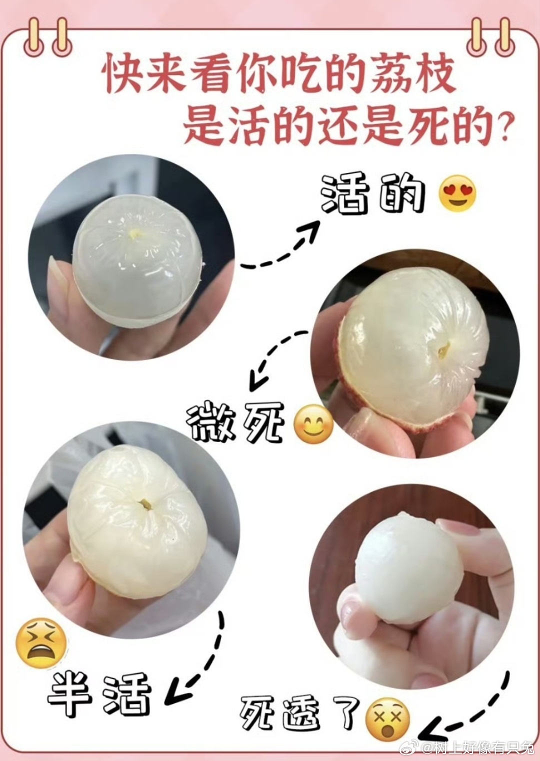 刷完热搜三观崩塌！活荔枝竟是透明的？以前觉得乳白的就不错，现在瞬间不香了，终于懂