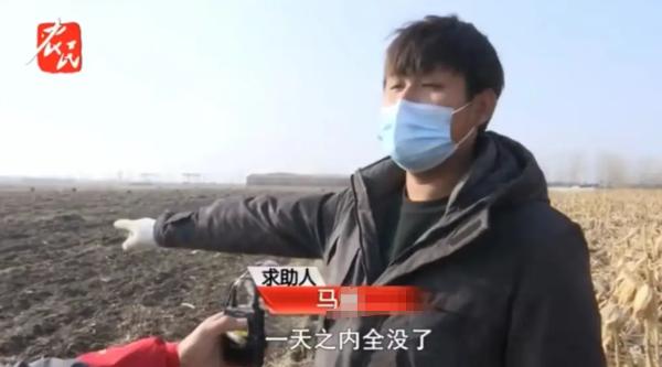 廊坊，一男子种了30亩花生，一夜之间，颗粒无收，9万块钱还打了水漂，偷窃者态度嚣