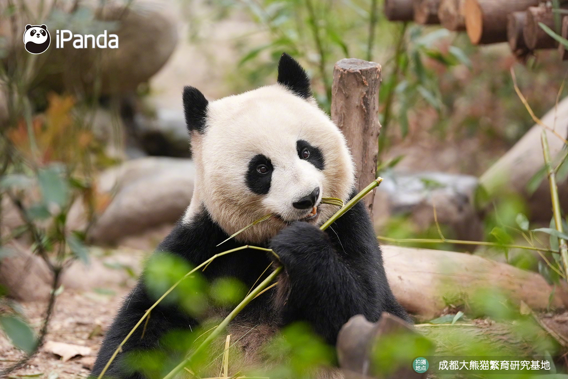 【大熊猫的治愈从早安开始 🌟】发言熊：“昭美”名熊名言：吃喜欢的竹子，过开心的