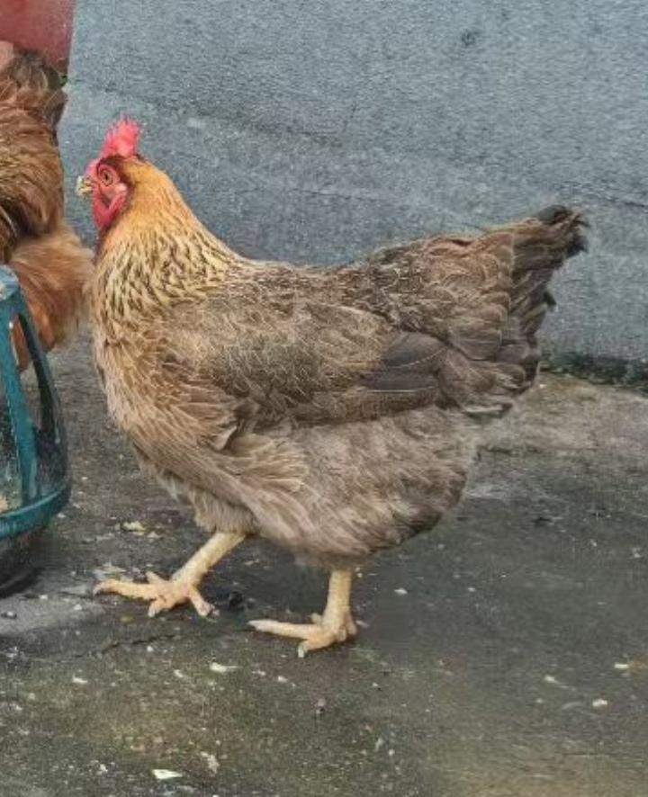 看看真正在清远农家养的走地鸡，围墙外拍的金银花，办酒席的饭堂，文化广场。广东农村