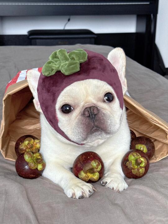 夏日救星，山竹绵绵冰🍧