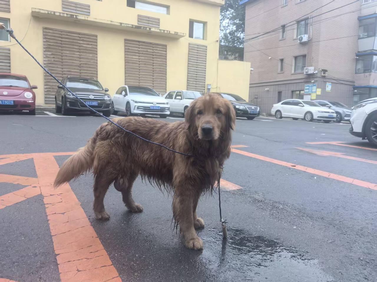雨后潮湿的小区路上，碰见这只浑身湿透的金毛。脖子拴着牵引绳，保安牵着它站在路面四