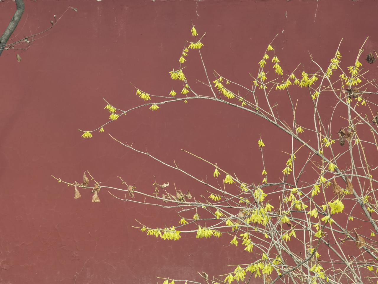 北陵公园即景——开了春花