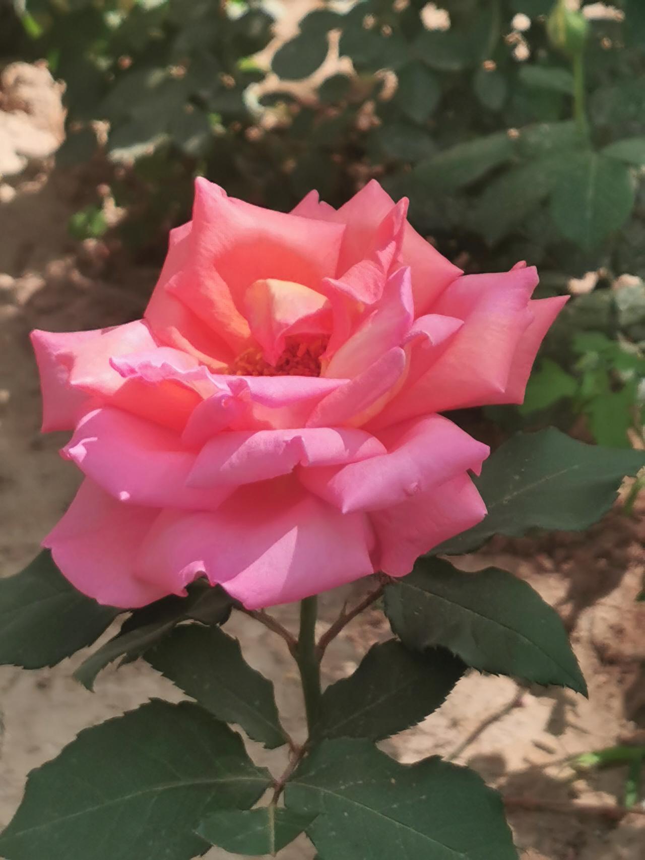 玫瑰盛开的季节，也意味着春天即将结束，夏天来了。这里的夏天，将会更加热烈！