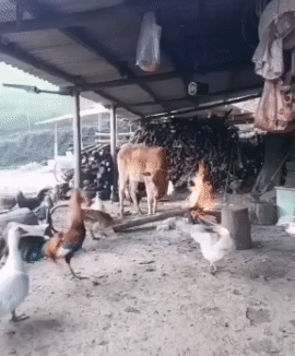 霸气侧漏的公鸡啊，母鸡眼里心里全是崇拜和要嫁给它的心思