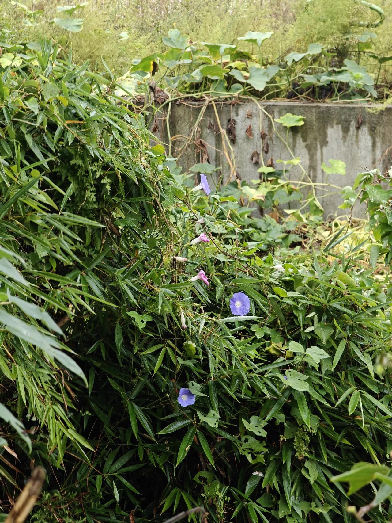 #秋日生活打卡季#虽然已经是农历九月了，江南的牵牛花还在盛开，这要是放在山西，牵