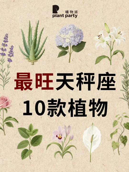 天秤一生最旺天选植物💰旺到发光