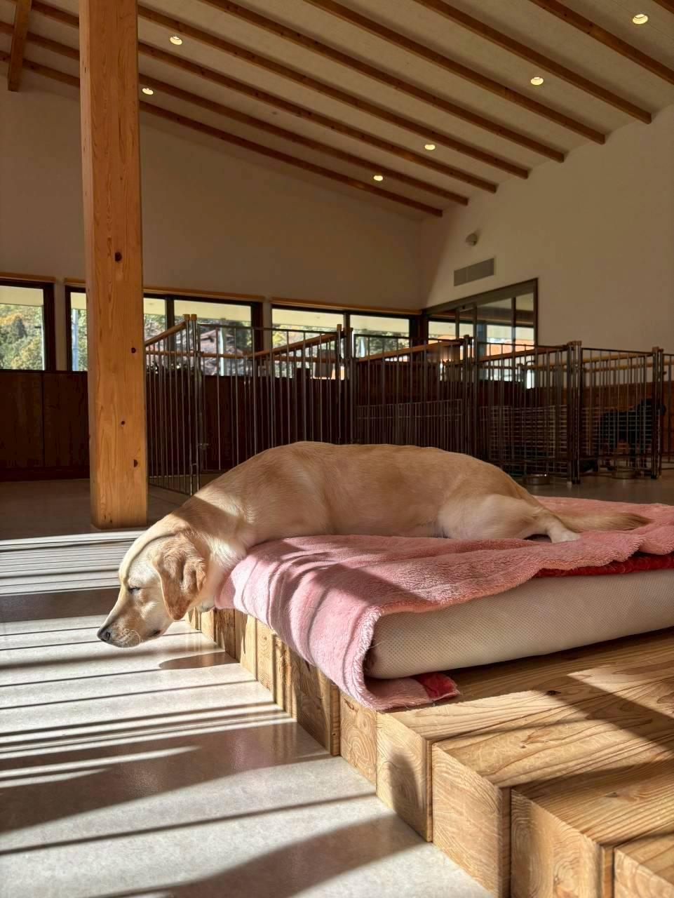 关西导盲犬协会 