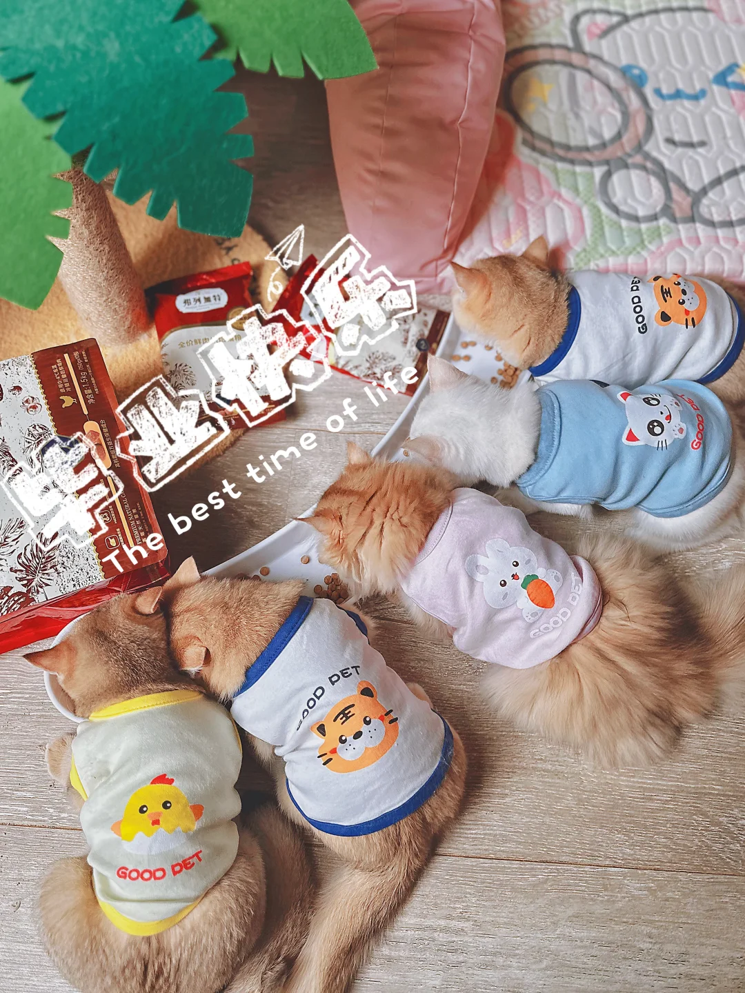 打完妙三多💉幼儿园顺利毕业
