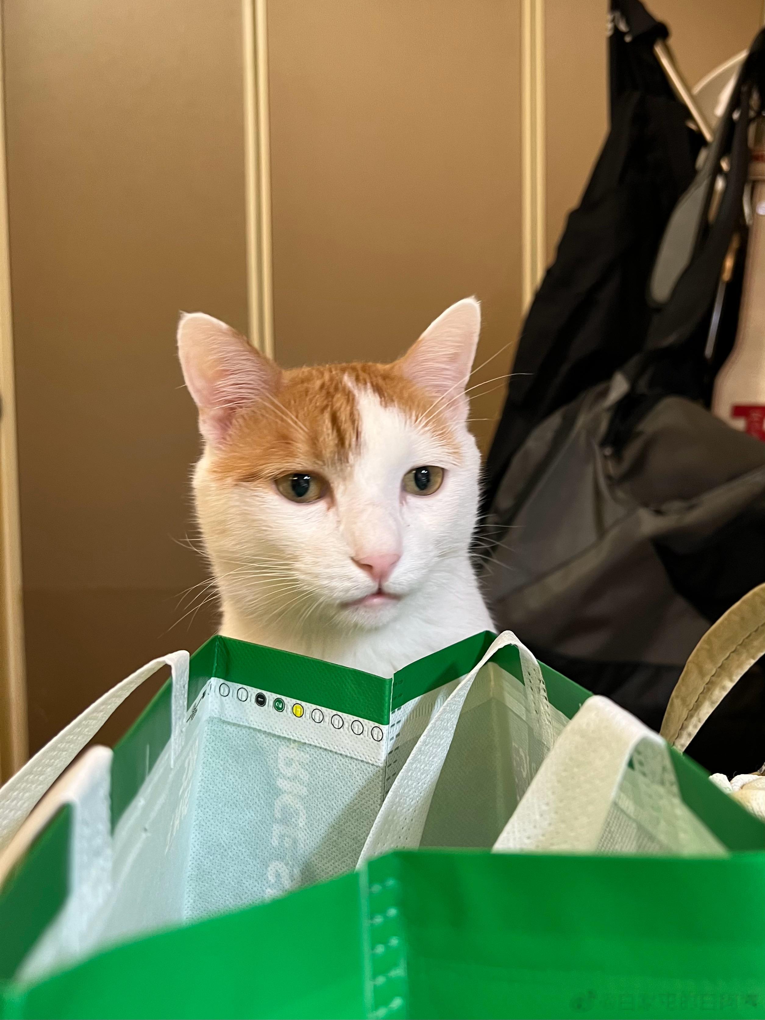 夫人，你怎么又吃外卖，是我猴猴烧的饭你不爱吃吗[悲伤] ​​​