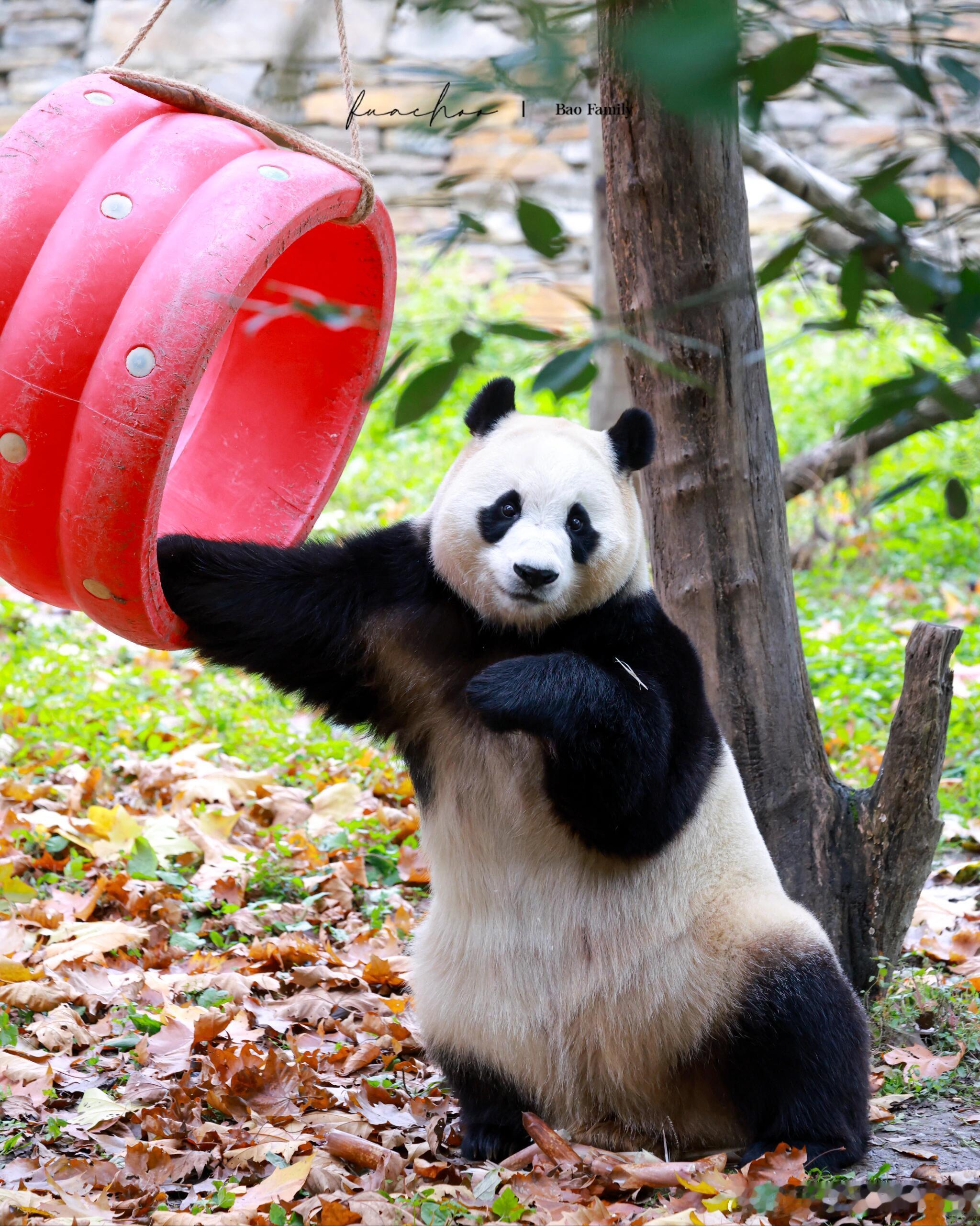 福宝笑的好开心啊，一看就是优雅公主 