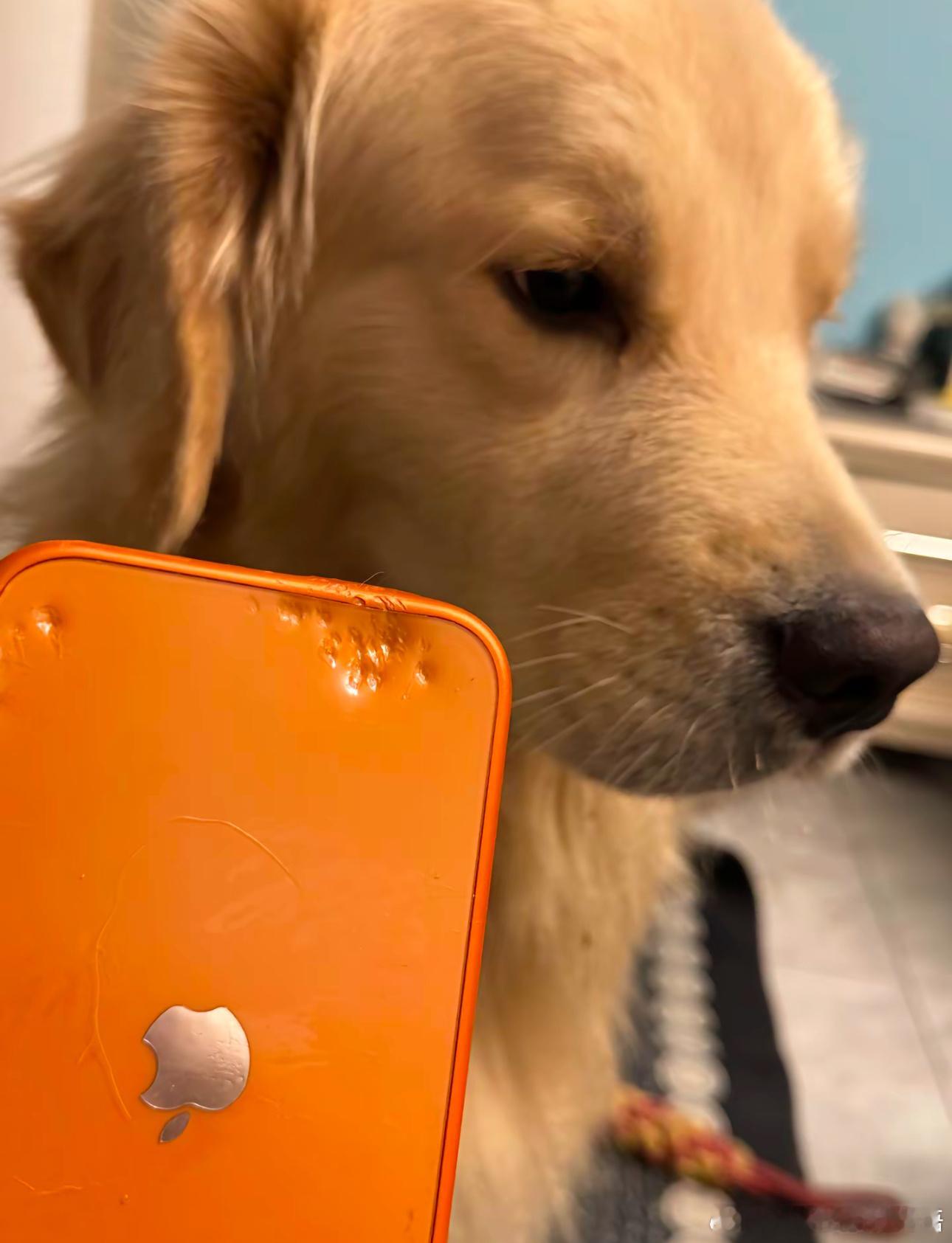 狗狗吃苹果果然是有好处的 