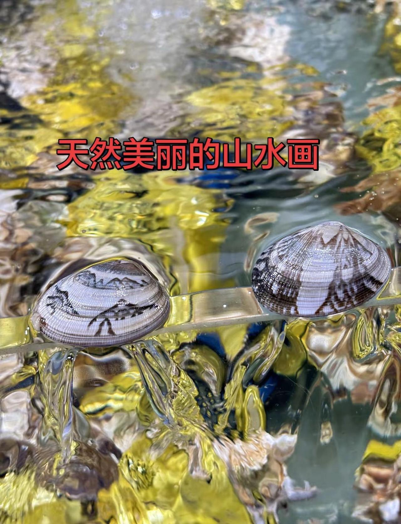 水波摇晃，壳上的纹路，是大海写给人间的写意画．谁能想到，花甲壳上还藏着山水图 治