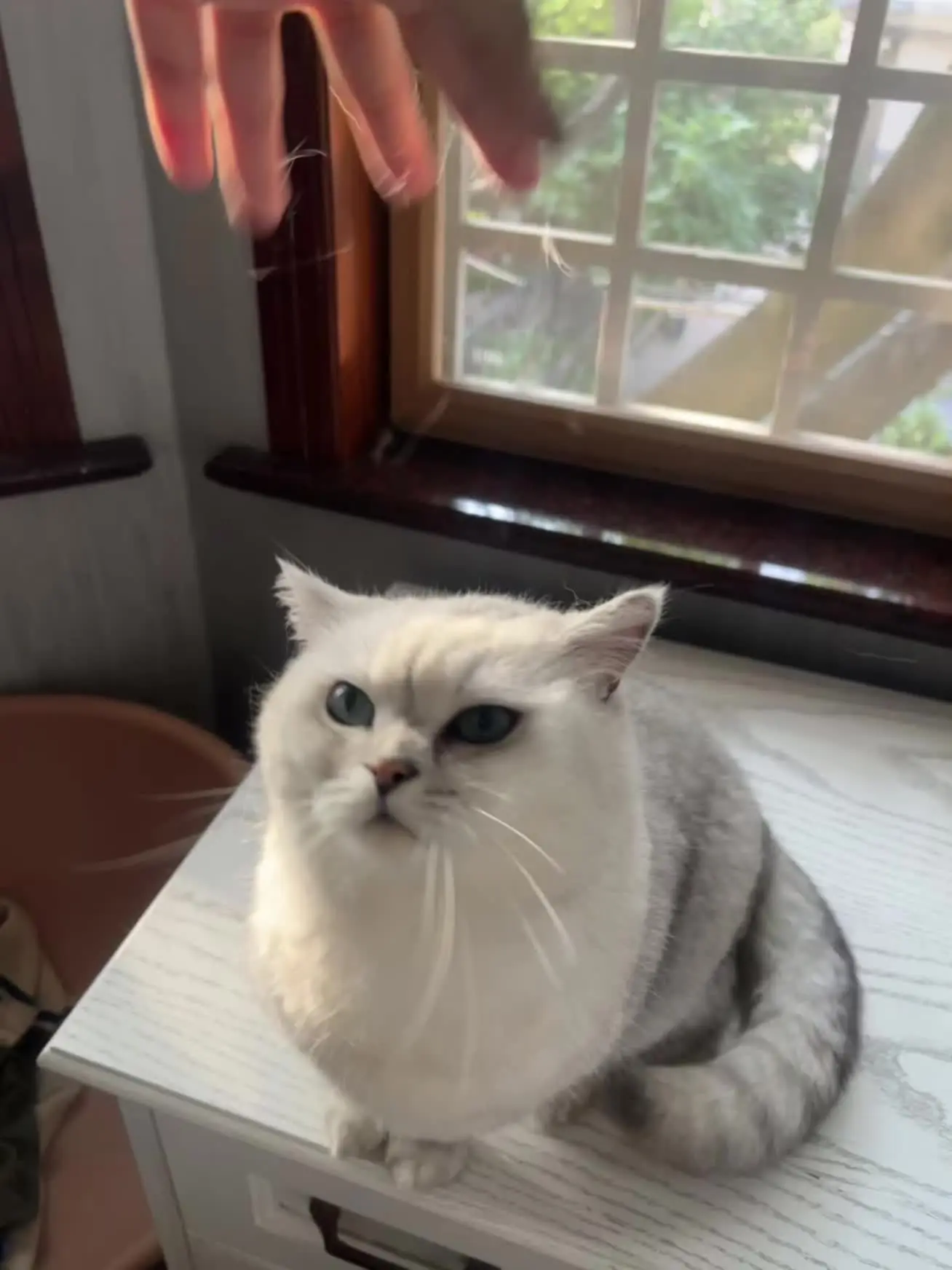 猫 人希望你一直健康快乐