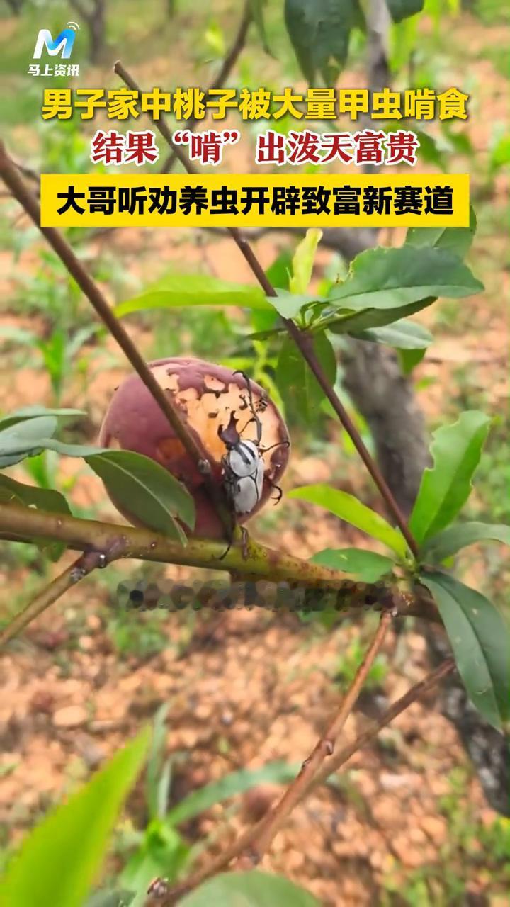 男子家中桃子被大量甲虫啃食，结果"啃"出泼天富贵，大哥听劝养虫开辟致富新赛道。