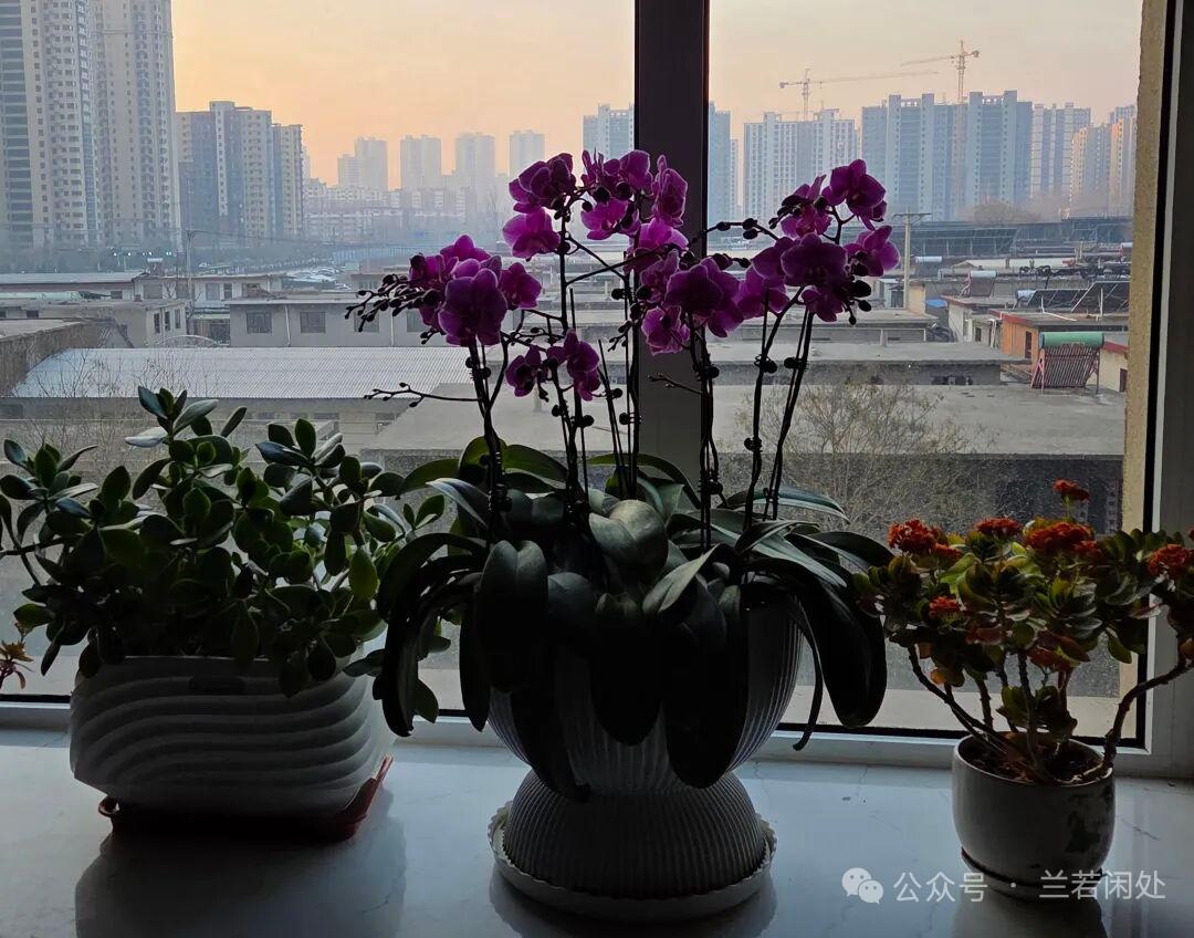 窗台上的绿意盎然，紫花点缀，城市与自然的和谐共存。窗台上的花真漂亮，城市景色也很