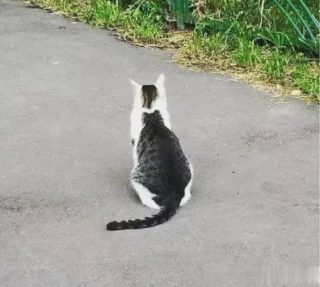 有的猫，身上还有猫喵：谁还没个贴身小弟呢～