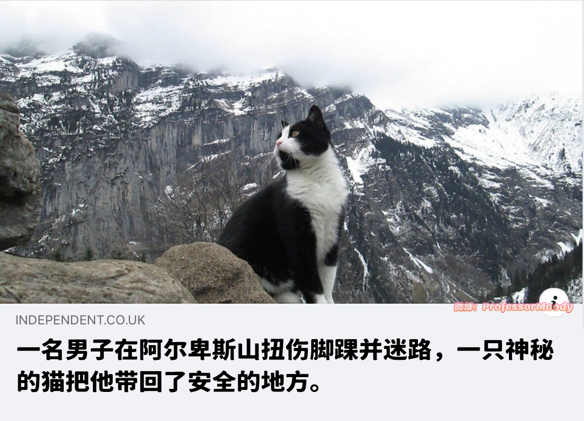 英雄小猫ヾ(･ε･｀*) meme ​​​