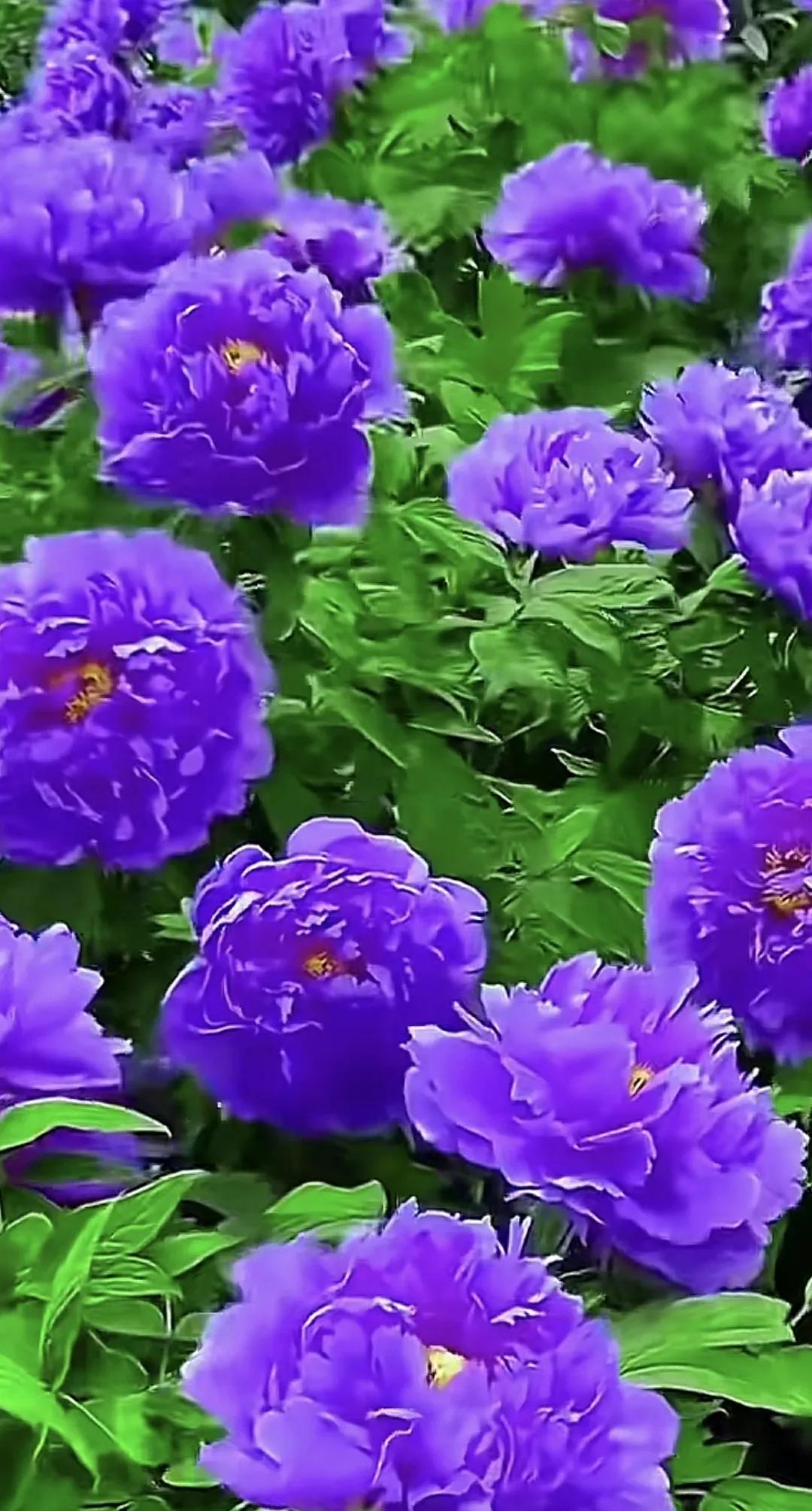 花开花落是风景，起起伏伏是人生🌼风景 花 艳丽花朵随拍 醉美花朵随手拍