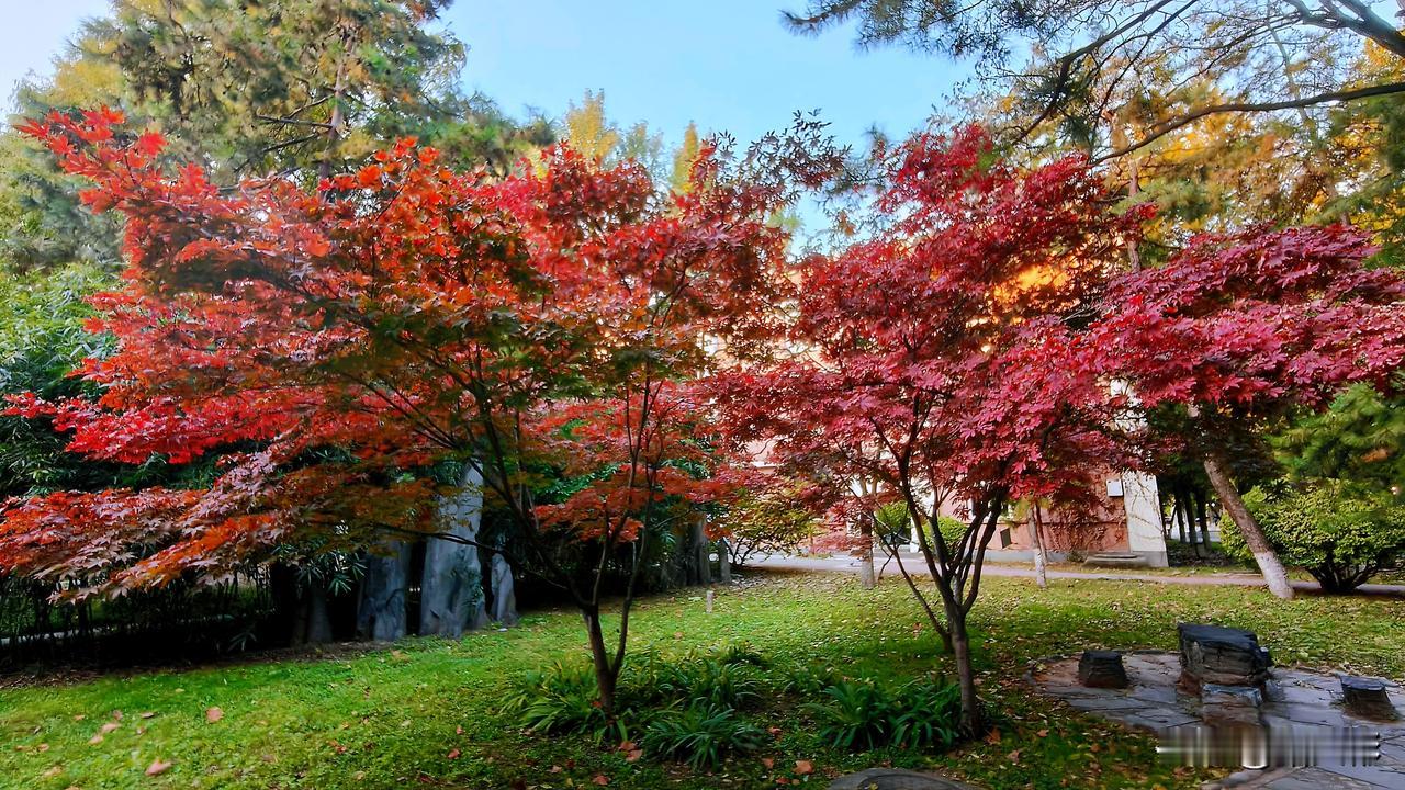 园隅空座边，寂寞红无主。
​无意苦争秋，只叹百叶枯。