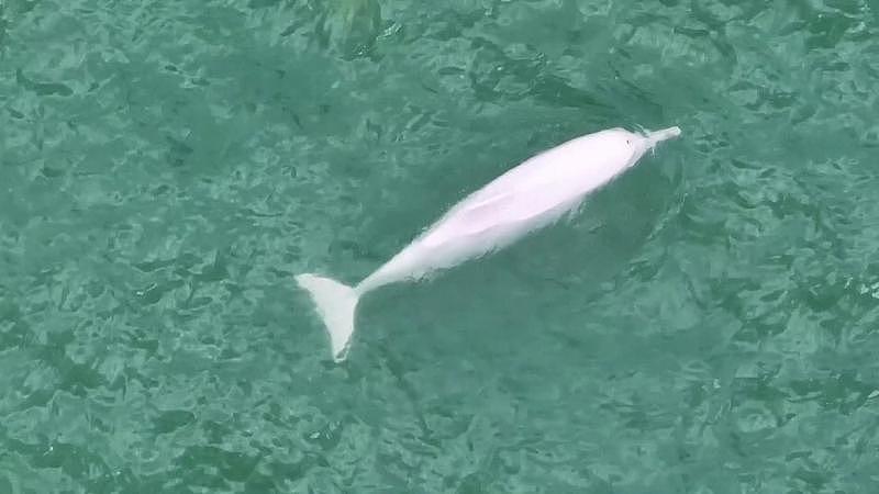 台风“白海豚”停止编号，但为何警报仍未解除？
尽管中央气象台已于8月11日17时