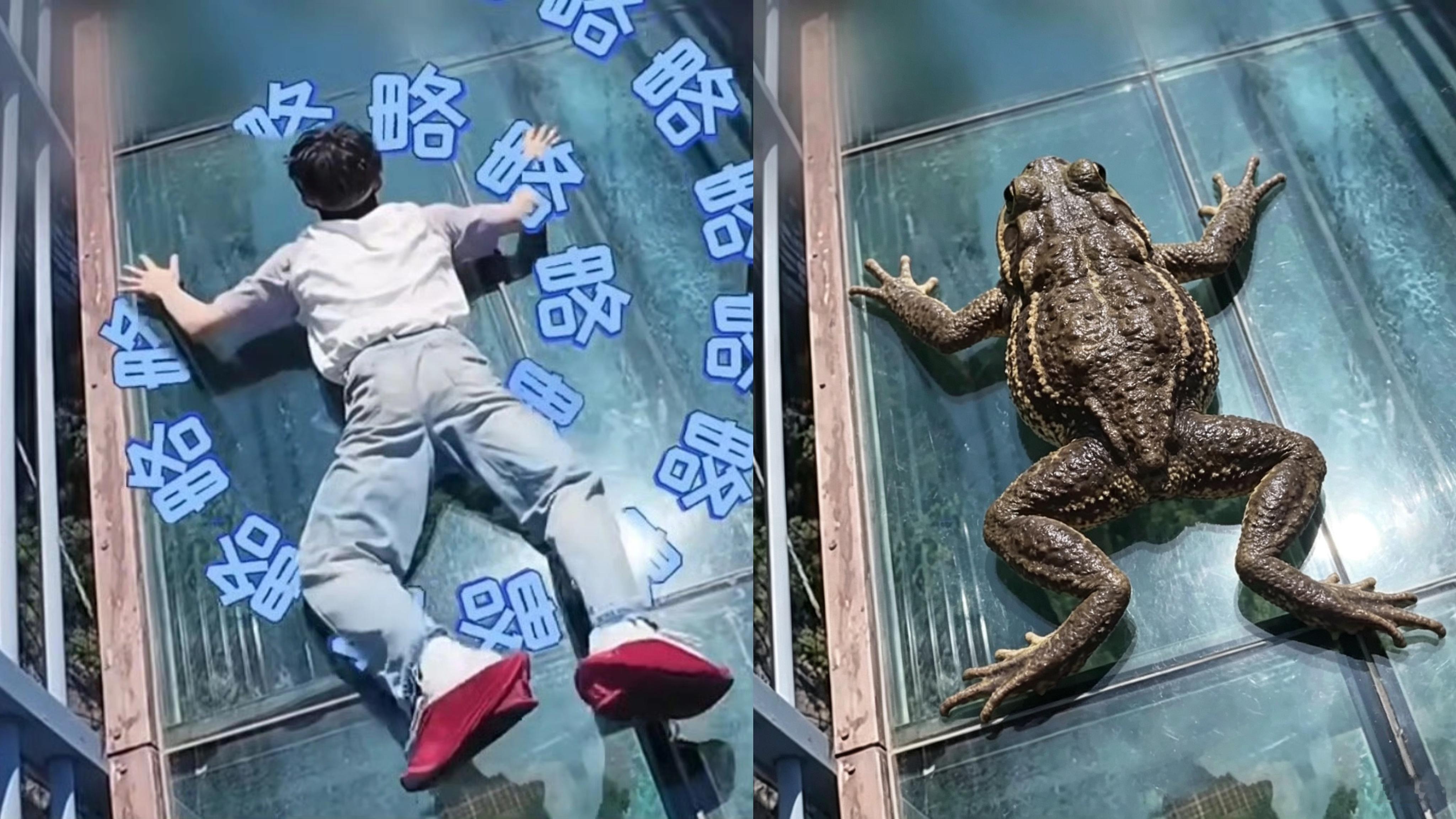 苏朴现出原型 