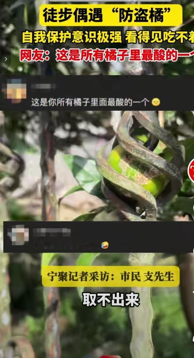 宁波网友徒步的时候，偶遇了一颗自带防护装备的“防盗橘”！这颗橘子被紧紧缠在扭曲的