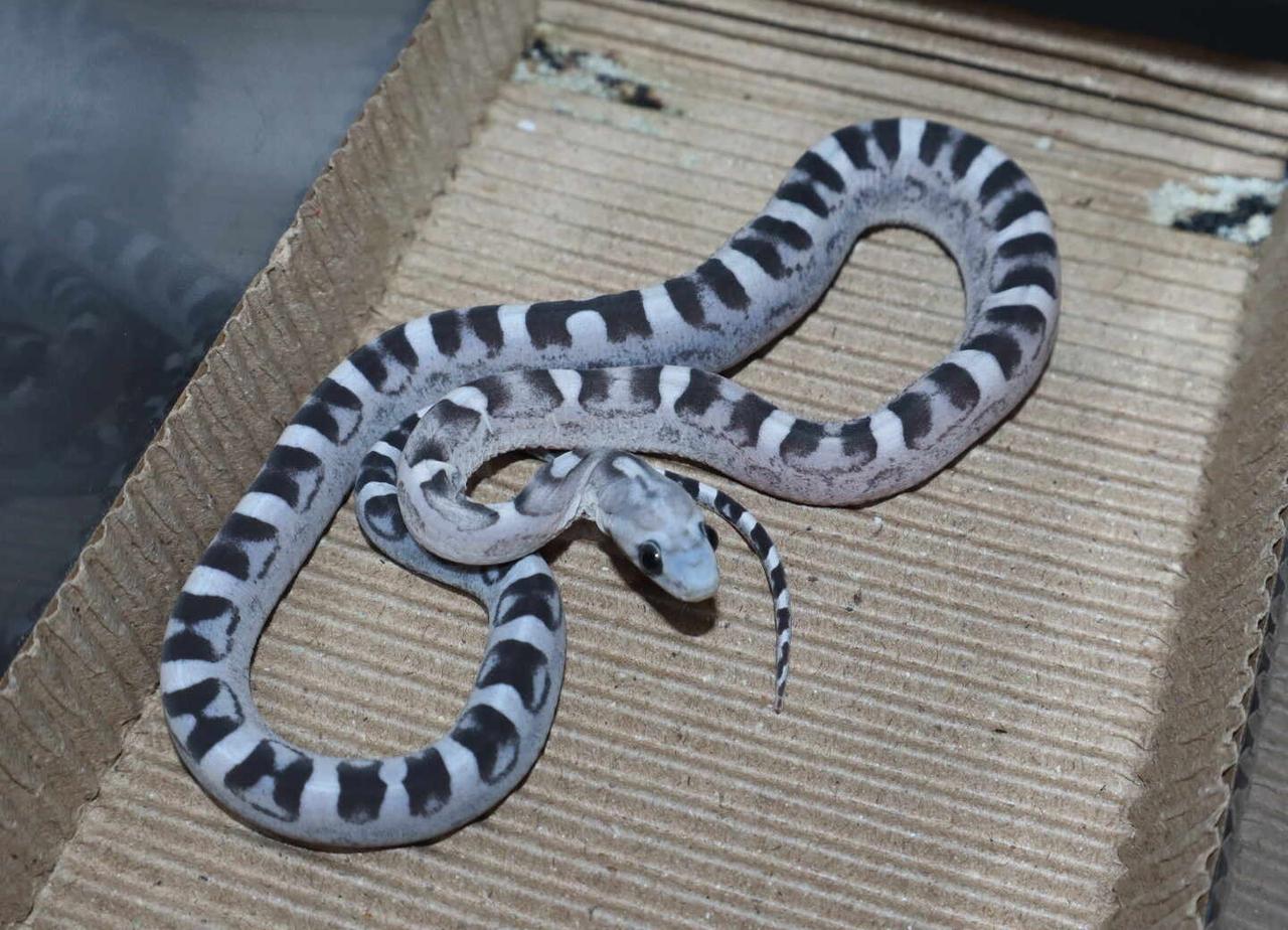 怎么会有这么美的蛇！？！
收集各色小🐍中蛇 蛇蛇教 宠物蛇 爬宠 美就一个字