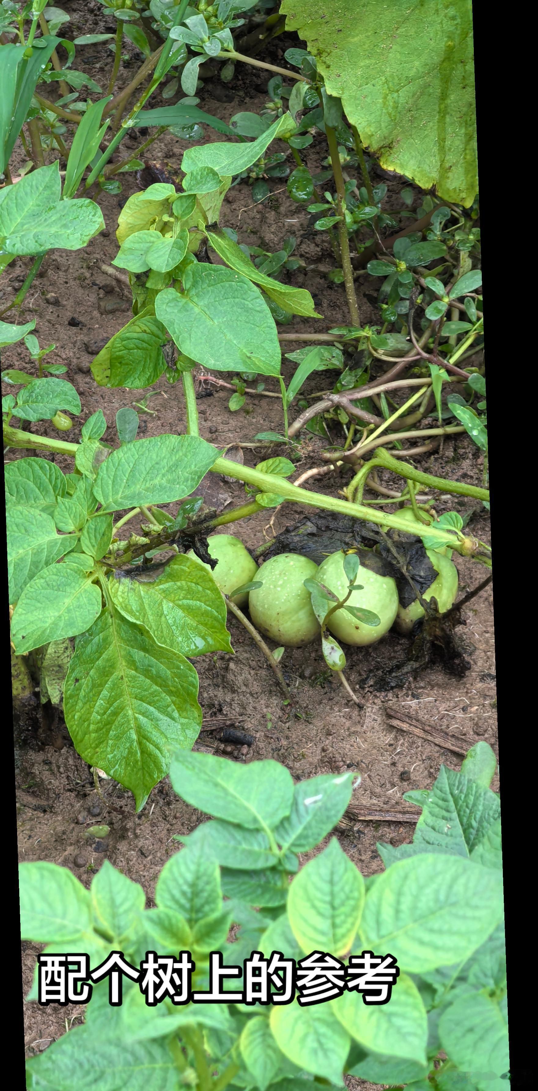 全网估计没几个人认识百科·猜植物生活百科植物