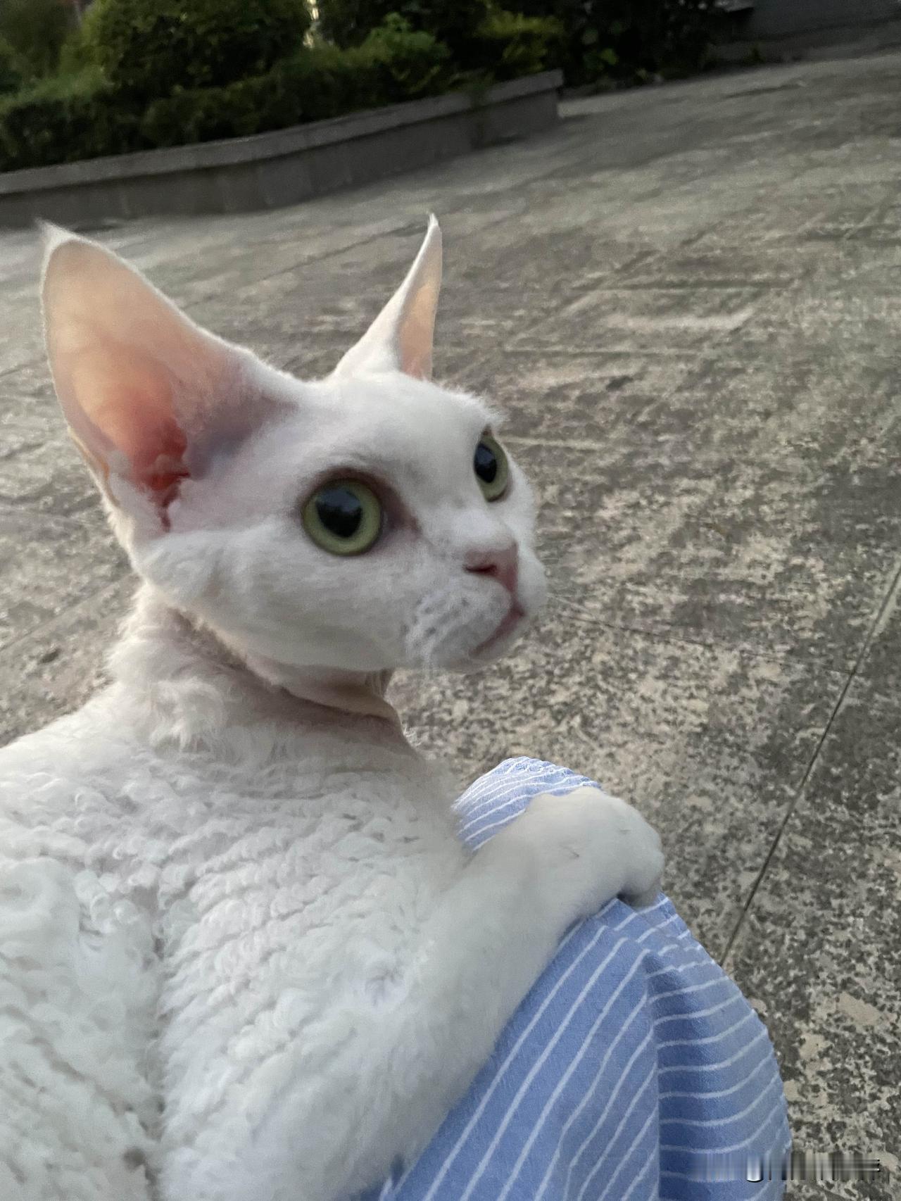 出门遛弯的小猫咪，安静地趴在我腿上，看看乖不乖！
说是出门遛弯，也就是抱着走一走