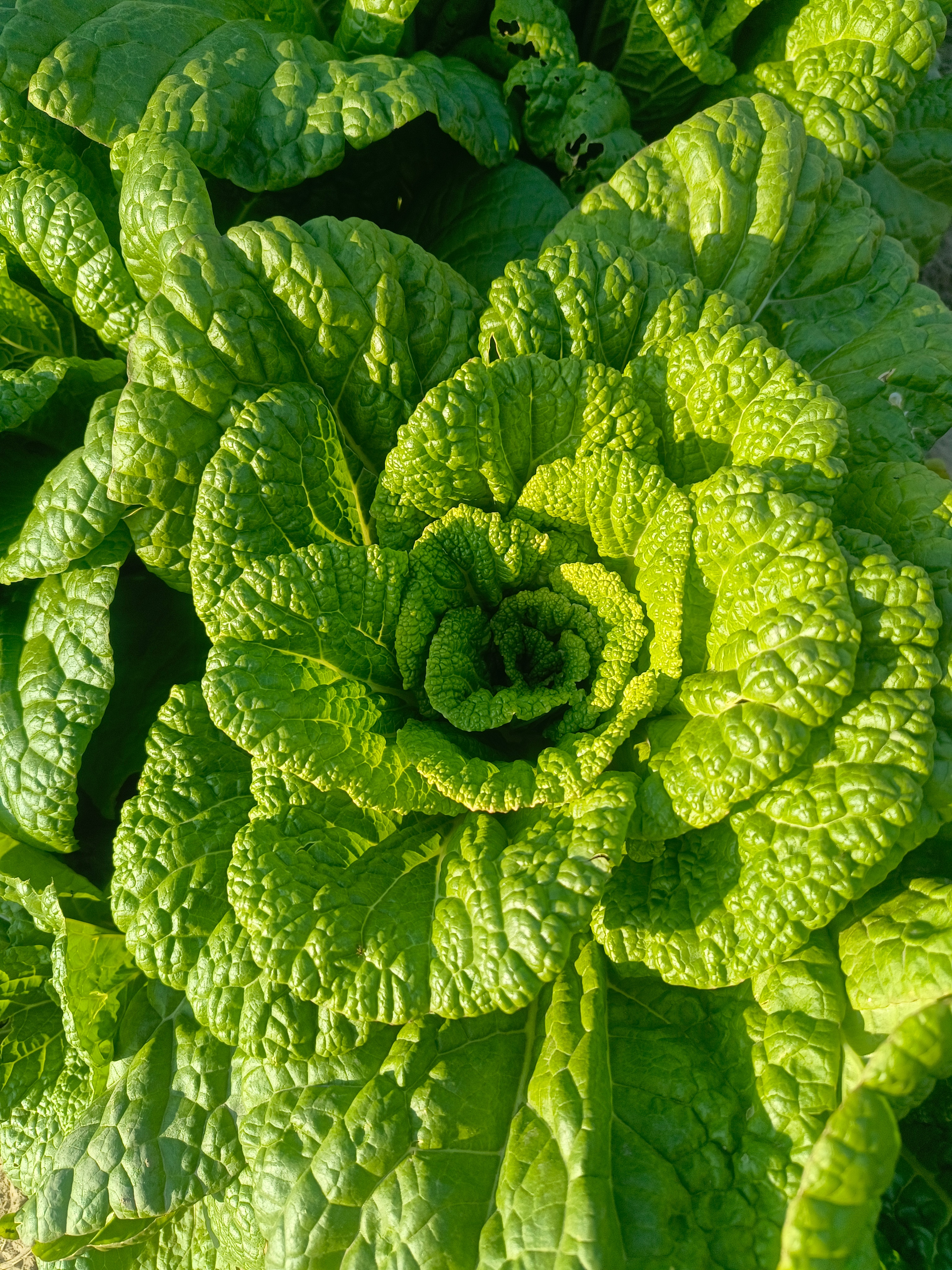 9月16号一大早，突然接到表哥电话，姨夫走了。姨夫走的很突然，下午四点钟的时候还