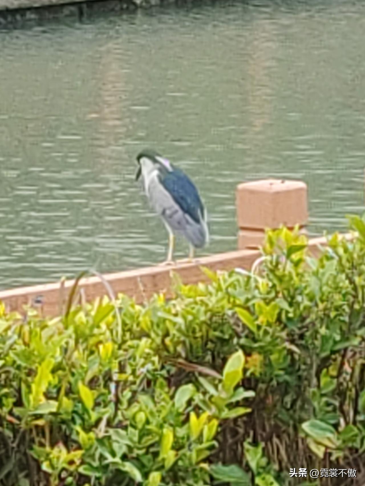 晒图笔记大赛消失了几个月的小鸟又回来了。站在河边的栏杆上，聚精会神盯着河面，看见