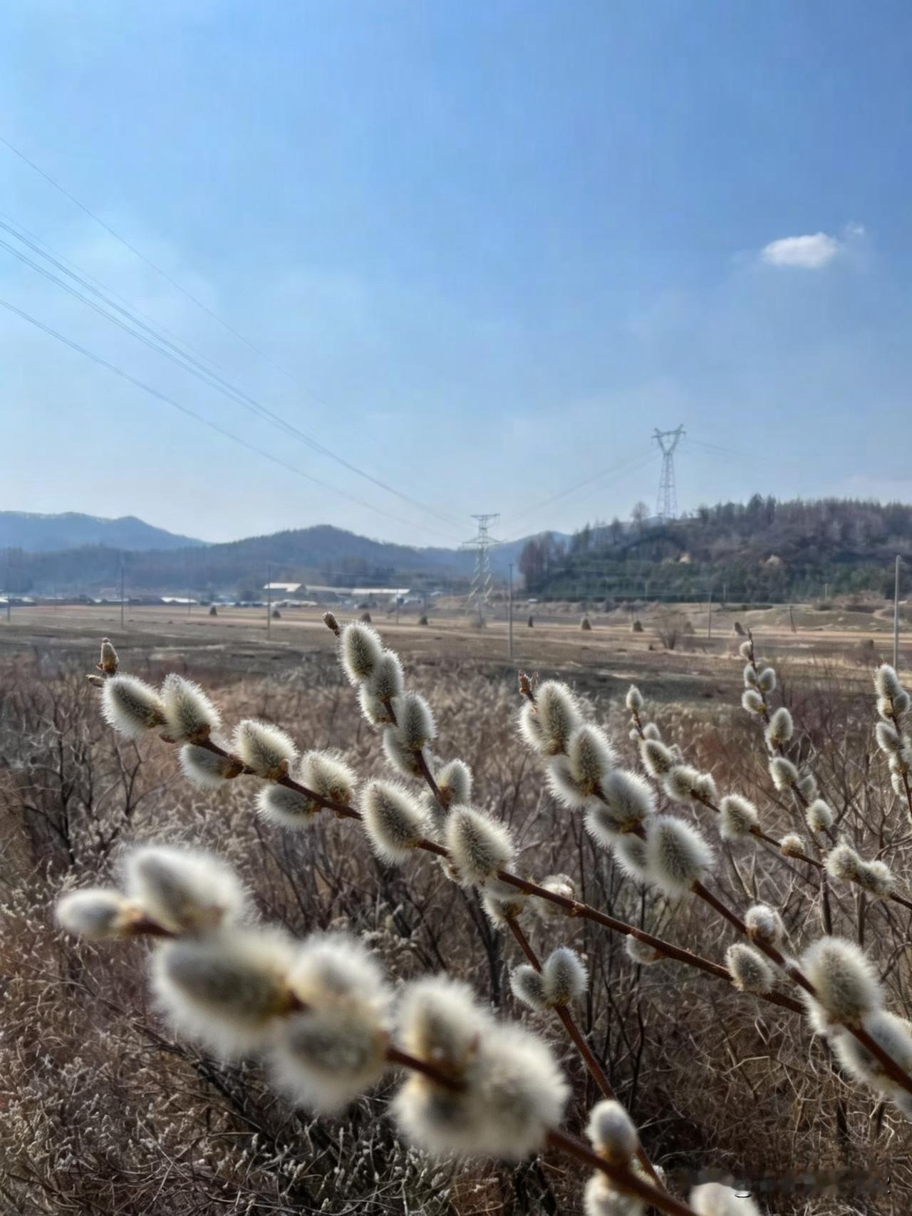 《柳芽初绽》
（原创）
（赏玩随想）
嫩绒初展缀枝前
细柳新萌亦可观
东风不解残