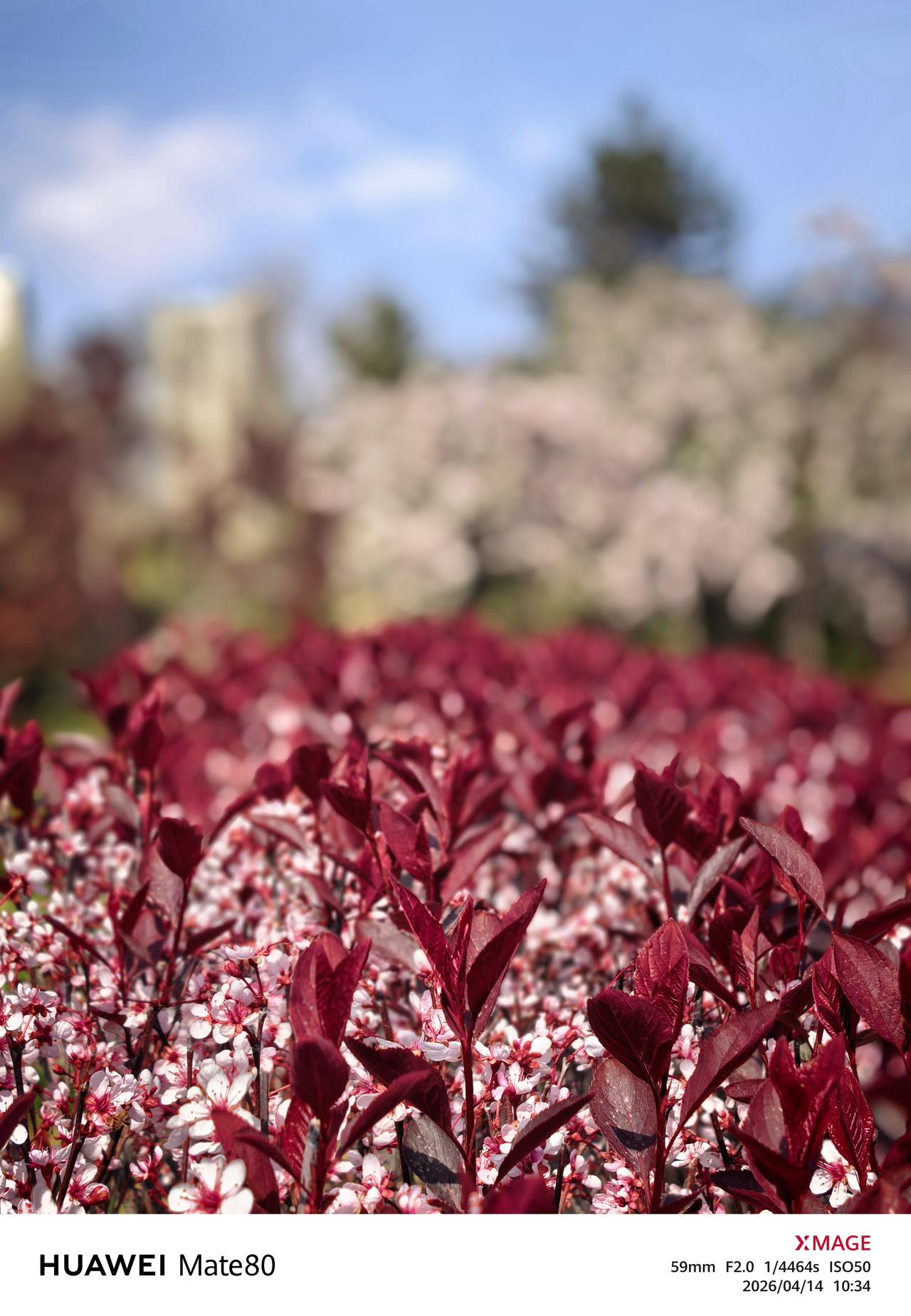 发一张你相册最近拍的花紫叶李的春天